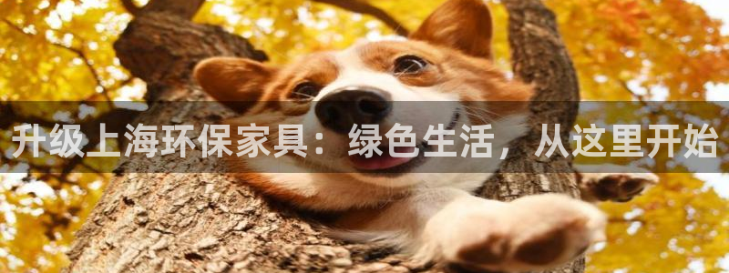 杏耀登录网页：升级上海环保家具：绿色生活，从这里开始